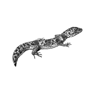 pGYqdNFiMVi profile picture