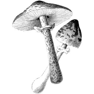 Odalmys Castellon  profile picture